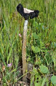 Image result for Gymnosporia arenicola