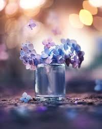 bokeh beauty おしゃれまとめの人気アイデア pinterest lyudmyla kazmiruk 美しい花 花 壁紙 きれいな花