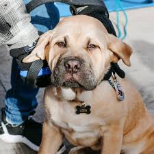 Woof, what a day! 🐾🐾 Huge thank you to everyone who came to  @backchannelbrewing and braved the cold in support of the Klondike Dog  Derby! There were SO MANY PUPPPPPIES!!!!! Make sure