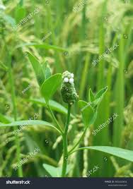 Image result for Sphenoclea