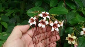 Image result for Strophanthus
