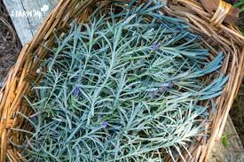 6 Uses For Lavender Leaves Lavender Leaves Lavender Plant Uses Lavender Plant