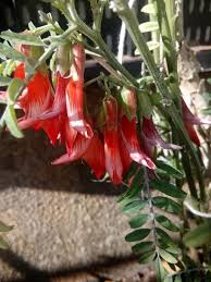 Image result for Lessertia pauciflora