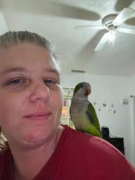 5 weeks old pharaoh cortunix. Is it a boy?