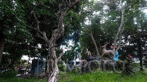 Berapa harga benih rumput gajah odot mojokerto dan bagaimana cara budidaya rumpu gajah yang baik. 8 Jenis Rumput Taman Yang Cocok Ditanam Di Halaman Rumah Gaya Tempo Co