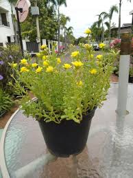 Gambar 5, buah dan biji little hogweed. Jual Bibit Tanaman Bunga Krokot Warna Kuning Jambul Di Lapak Wahadshop Bukalapak