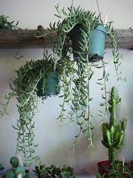 Pin On My Nature Interior