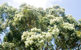 Most of trees in this page are grown for their flowers and shade, but some for shade or other purposes. Top Ten Gum Trees Burke S Backyard