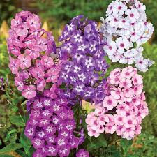Image result for tall phlox