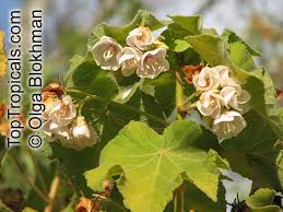 Image result for Dombeya burgessiae