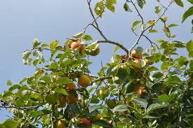 A dwarf peach tree is a gorgeous variety for any space. How To Grow A Dwarf Peach Tree In Any Space Garden And Happy
