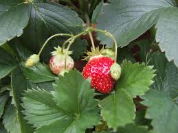 Plant them so that they do not interfere with each other. When To Plant Strawberries Diy Network Blog Made Remade Diy