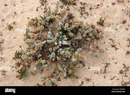 Image result for Polycarpaea eriantha