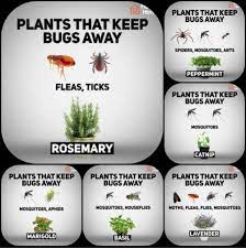 They can be found on many vegetables, flowers, and small fruit in all. Plants That Keep Bugs Away Coolguides