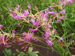 Image result for Polygala gazensis