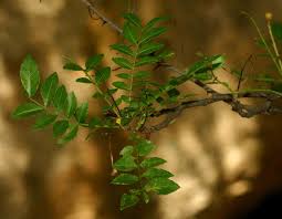 Image result for Zanthoxylum capense