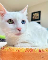 Belfast & Kohler • The FlowerHead Mafia 🌼😺