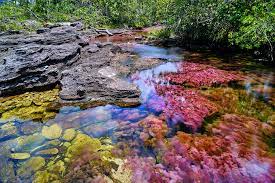 We did not find results for: Cano Cristales El Rio De 7 Colores De Colombia Blog Expoturexpotur El Mejor Tour A Ciudad Perdida