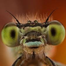 963 Otmetok Nravitsya 93 Kommentariev Abdul Aziz Al Shamali Azizgrafie V Instagram صوره شخصيه للرعاش الصغير Damselfly وش Damselfly Animals Instagram