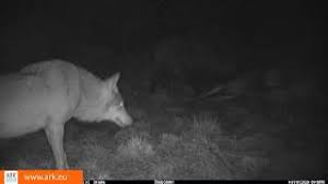 We did not find results for: Dood Doet Leven Voor Raaf Vos Wild Zwijn En Wolf Ark Natuurontwikkeling
