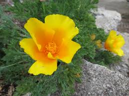 Image result for Eschscholzia