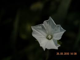 Image result for Ipomoea sinensis