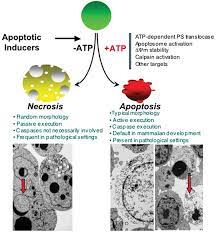 We did not find results for: Regulation Of The Apoptosis Necrosis Switch Oncogene