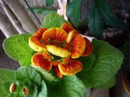 Image result for Stadmannia