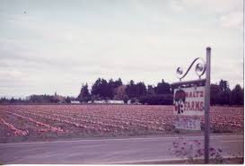 Keizer - The Schmaltz farm from Wheatland Road looking east toward River  Road. Part of the farm became The Meadows subdivision in Clear Lake. ( Schmaltz family photo) | Facebook