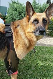 Plus, it smells lovely, meaning my. Dog Losing Hair On Elbows Off 59 Www Usushimd Com
