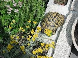 Landschildkrotenbabies Schildkrotengehege Schildkrote Baby Schildkroten Freigehege