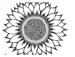 Sunflower flower black and white linear drawing isolated on white background. Sunflower Clipart Black And White Simple Novocom Top