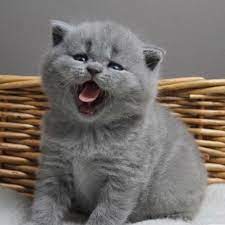Imut banget apalagi dengan tingkah lakunya yang manja dan bikin gemes. British Shorthair Malaysia Bshm Home Facebook