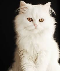 The persian is an old breed. 10 Persian Cat Facts Mom Com
