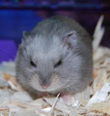 Syrian breeds, were originally discovered in the middle east region in and around the country of syria, sometime around 1797. Where To Get A Hamster Near Me Online
