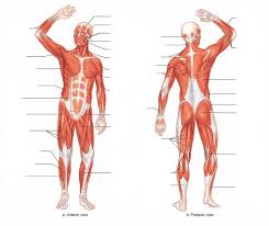 Start studying muscles for gym. Body Muscles Names