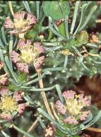 Image result for Euphorbia matabelensis