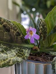 Image result for Streptocarpus buchananii