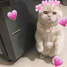 seni cok seviyorum miuw cats cat kediler kedi wholesome kedi cats