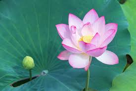 Immagini di fiori fiori di carta fiori di loto rose rosse bellissimi fiori natura giardini fiori dipinti pittura loto. Fiore Di Loto Caratteristiche E Coltivazione Cure Naturali It