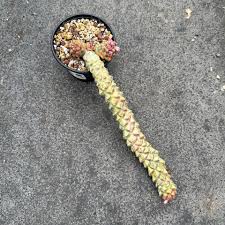 Image result for Monadenium friesii