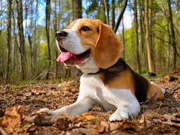 Image result for bígl