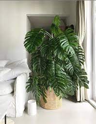 How To Make Your Home Beautiful And Comfortable It S Better To Have Some Potted Plants Lily Fashion Style Large Indoor Plants House Plants Indoor Plants