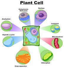 Lysosome Vector Art Icons And Graphics For Free Download