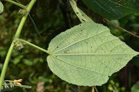 Image result for Triumfetta tomentosa