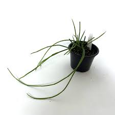 Image result for Cynanchum