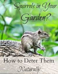 Place mothballs in corners of the yard and in any pots that contain vulnerable plants. 17 Squirell Repelent Ideas In 2021 Garden Pests Squirrel Repellant Squirrel