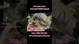 A wide variety of hair salon for dogs options are available to you, such as general use, material, and ··· professionals hairdressing hair cutting scissors salon barber shears stainless steel. Dog Hair Dressers In Pattaya Dog Hair Cutting Service In Pattaya Pet Hair Salons Cat Salons Youtube