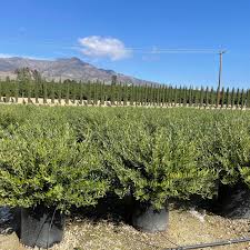 Image result for Olea europaea