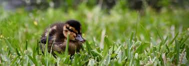 Water for swimming is not essential, but can be beneficial in areas where temperatures are high. Found A Baby Duck Goose Or Swan Rspca